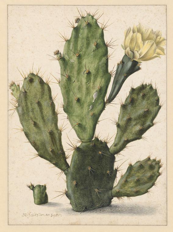 cereus repandus cactus Cactus Cereus Peruvianus main image 1