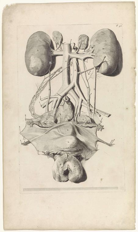 Dissect Definition, Meaning & Usage | FineDictionary.com