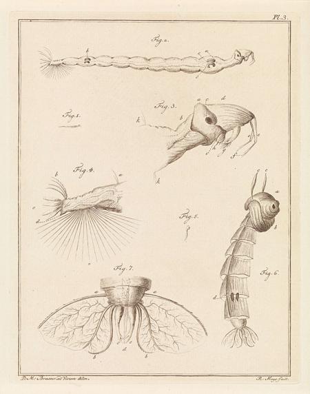 Larva Definition, Meaning & Usage | FineDictionary.com