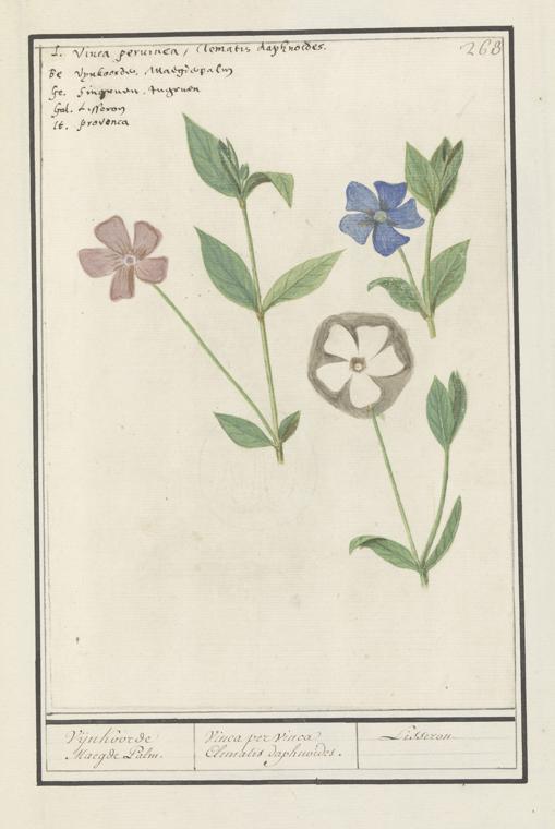 Periwinkle Definition Periwinkle Definition, Meaning & Usage | FineDictionary.com