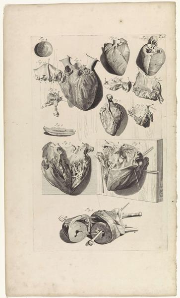 Dissect Definition, Meaning & Usage | FineDictionary.com