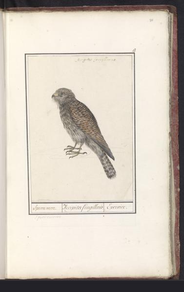 Merlin Definition, Meaning & Usage | FineDictionary.com