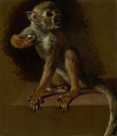 Squirrel Monkey Definition Meaning Usage FineDictionary