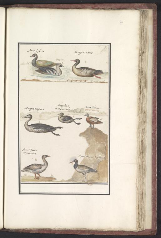 Oystercatcher Definition, Meaning & Usage