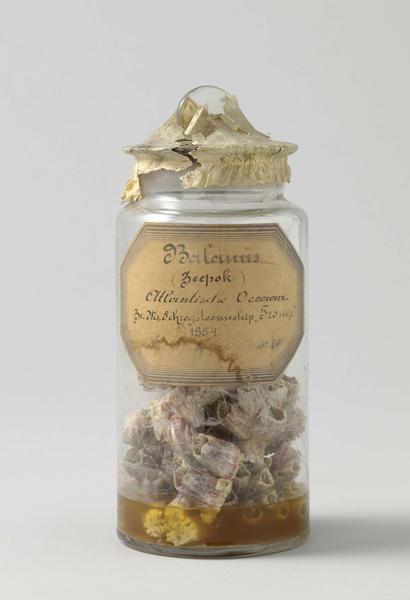 Barnacle Definition, Meaning & Usage | FineDictionary.com