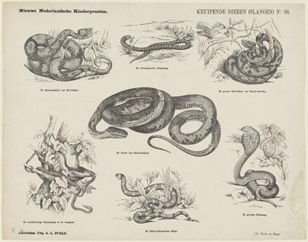 Python And Rattlesnake Python Definition, Meaning & Usage | FineDictionary.com