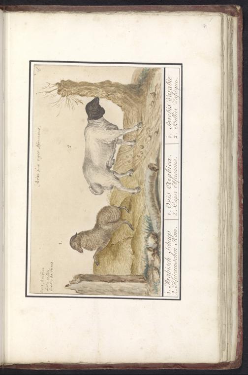 Wild sheep Definition, Meaning & Usage