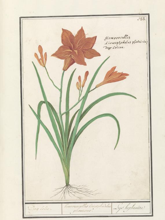 Day lily Definition, Meaning & Usage