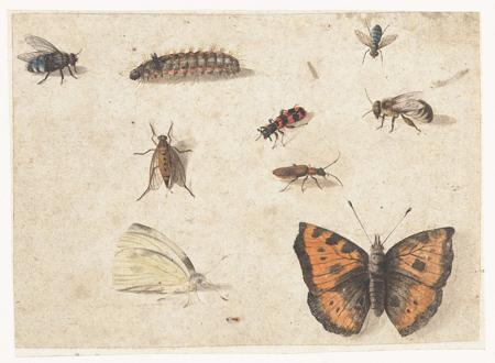 Insected Definition, Meaning & Usage | FineDictionary.com