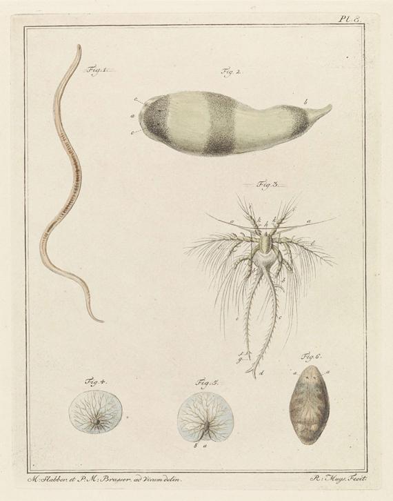 Barnacle Definition, Meaning & Usage | FineDictionary.com