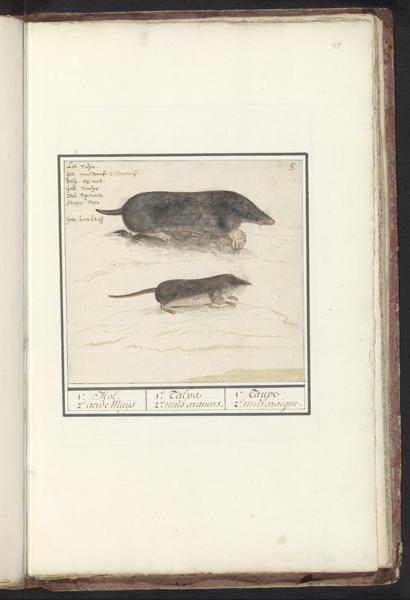 shrew-definition-meaning-usage-finedictionary