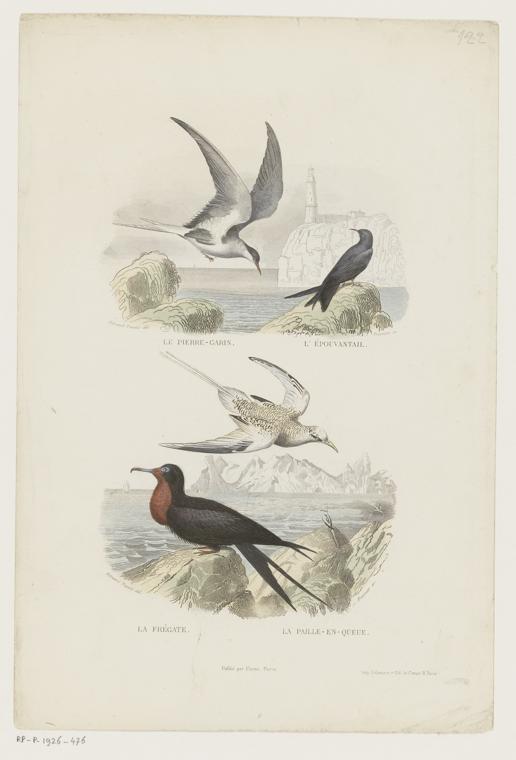 Tern Definition, Meaning & Usage | FineDictionary.com